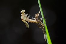 Pyrrhosoma nymphula – Frühe Adonislibelle