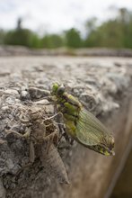 WW-Makro Gemeine Keiljungfer