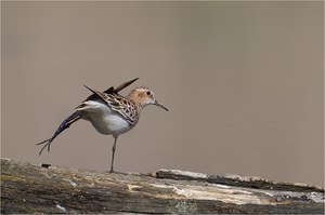 Zwergstrandläufer