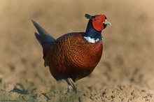 Jagdfasan