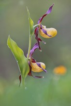 Frauenschuh (Cypripedium calceolus)