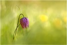 Fritillaria