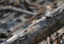 Winterlibellen - noch fliegen sie imWald- DOKU