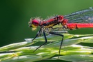 Porträt einer Frühe Adonislibelle (Pyrrhosoma nymphula)