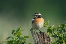 Früher ein häufiger Vogel der Wiesenlandschft...