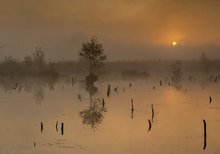 Morgens sehr früh im Moor