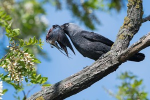 Krähenvögel unter Generalverdacht