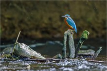 Eisvogel (Alcedo atthis) Männchen