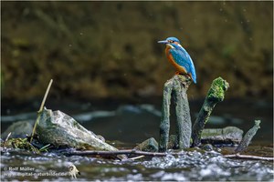 Eisvogel (Alcedo atthis) Männchen