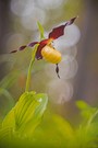 Frauenschuh (Cypripedium calceolus)