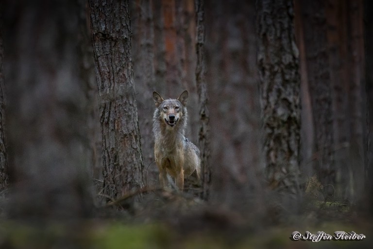 Das Lächeln von Canis Lupus