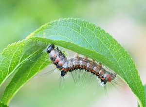 Raupe des Schwans (Euproctis similis)