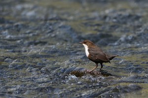 Wasseramsel