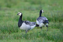 Nonnengans (branta leucopsis)