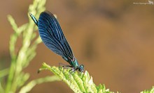 Blaue Prachtlibelle