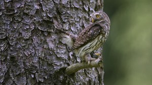 Sperlingskauz im Brutgeschäft