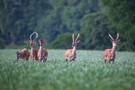Spießige Gesellschaft