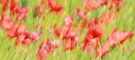 Mohn-Impression