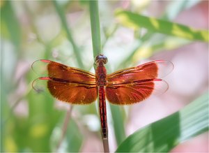 Camacinia gigantea