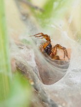 Spinne (?) in ihrem Wohngespinst