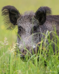 Wildschwein 2