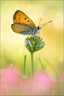 Lycaena dispar