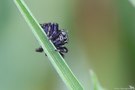 Schwarze Springspinne (Evarcha arcuata)