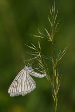 Weisse Schönheit