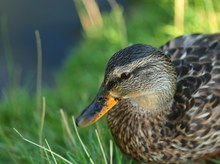 Portrait einer Stockente