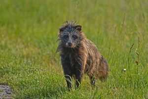 Marderhund am Morgen.