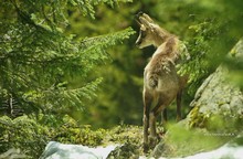 Hochgebirge Waldgrenze