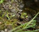 Ein Frosch in der Sonne