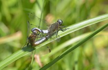 Paarungsrad der Spitzenfleck-Libellen 1