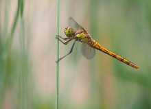 Libelle (Sympetrum striolatum)