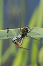 Hängepartie - Paarungsrad der Spitzenfleck-Libellen 2