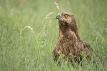 "Raupenbussard"