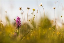 Knabenkraut in der Morgensonne