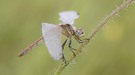 frühe Heidelibelle (Sympetrum fonscolombi)