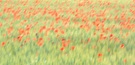 Poppy field