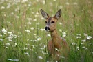 Begegnung im Feld