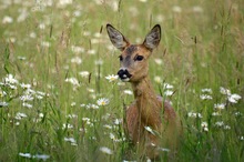 Begegnung im Feld