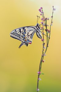 der erste Schwalbenschwanz