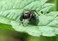 Eine neugierige Springspinne - DOKU