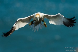 Basstölpel im Anflug