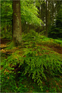 Hemlockstanne