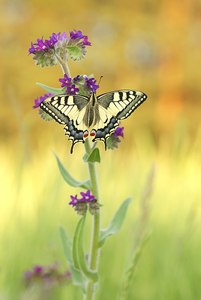 Eine Wiesenschönheit auf der schönen Wiese