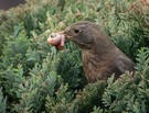 Amsel sorgt für Nachschub