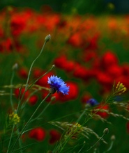 Kornblume im Mohnfeld