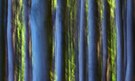 Waldwischer in grün und blau