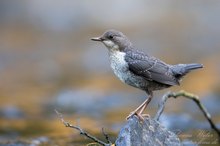 Junge Wasseramsel